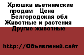  Хрюшки вьетнамские продам › Цена ­ 100 - Белгородская обл. Животные и растения » Другие животные   
